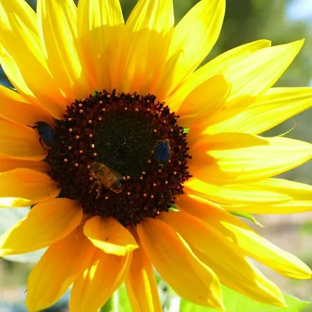 Soleluna Bed & Breakfast