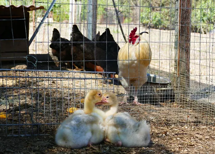 Soleluna Отель типа 