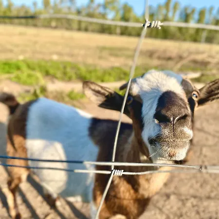 Affittacamere Soleluna 3* Castiadas