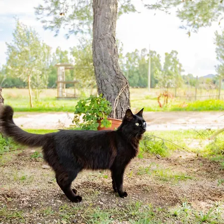 Affittacamere Soleluna