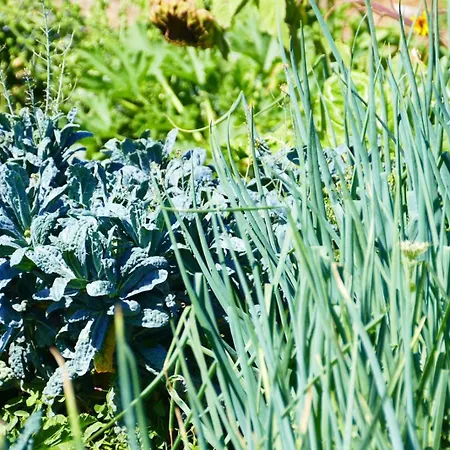 Soleluna קסטיאדס