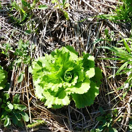 Affittacamere Soleluna